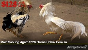 Main Sabung Ayam S128 Online Untuk Pemula